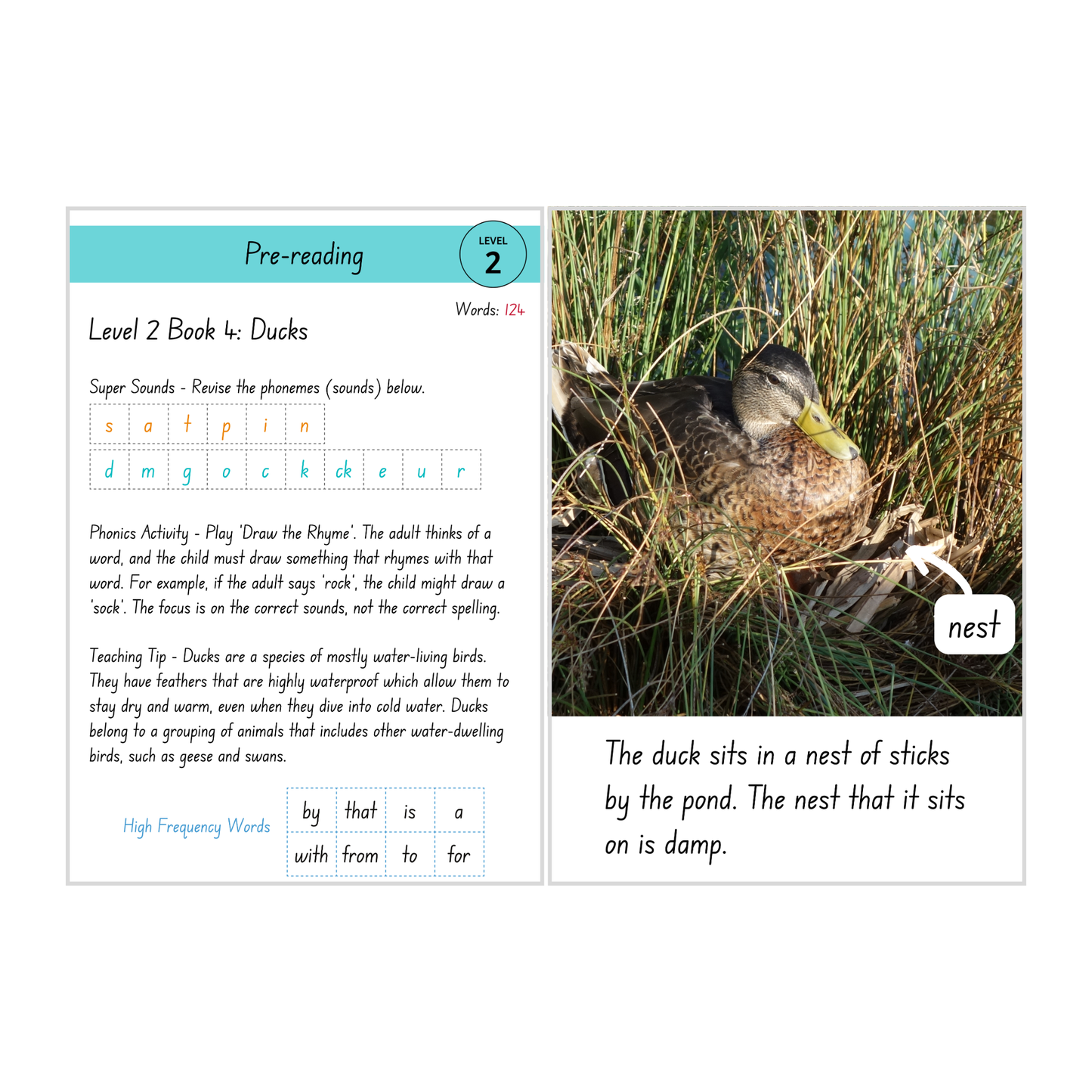 Ducks (Level 2 Book 4 - Non-Fiction Series) - SuperLit Readers by EPlatform Limited