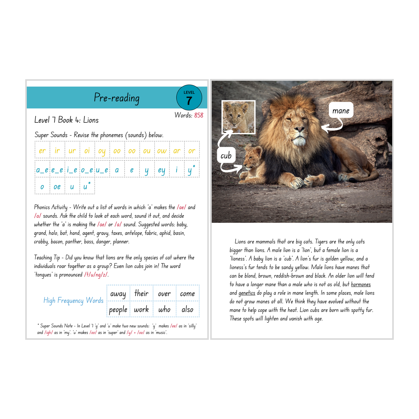 Lions (Level 7 Book 4 - Non-Fiction Series) - SuperLit Readers by EPlatform Limited